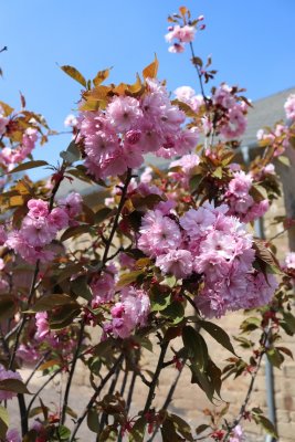 Prunus serrulata 'Kanzan' - višeň pilovitá - kvetení